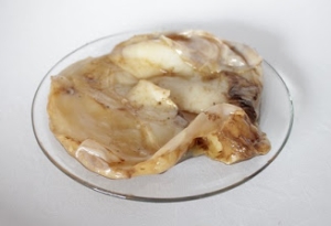 SCOBY SCOBY
